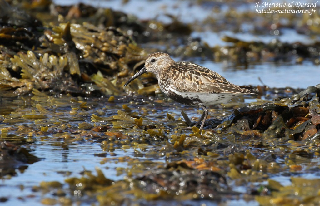 Bécasseau variable, Phare de Gardur, Islande