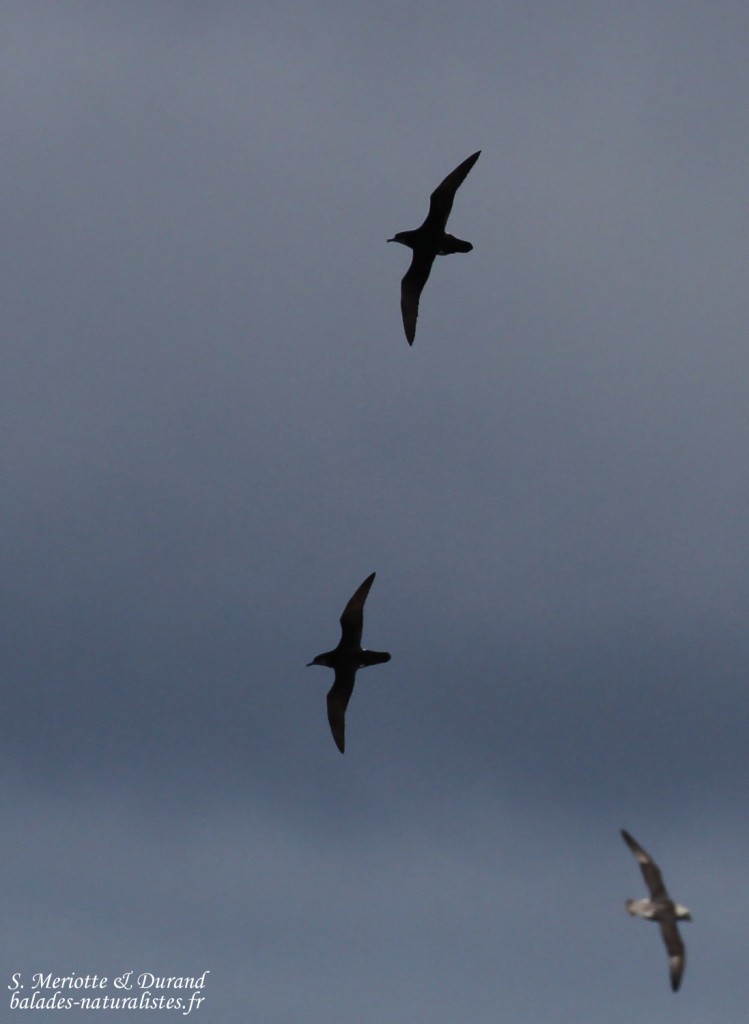 Puffins des anglais et Fulmar boréal, Phare de Gardur, Islande 