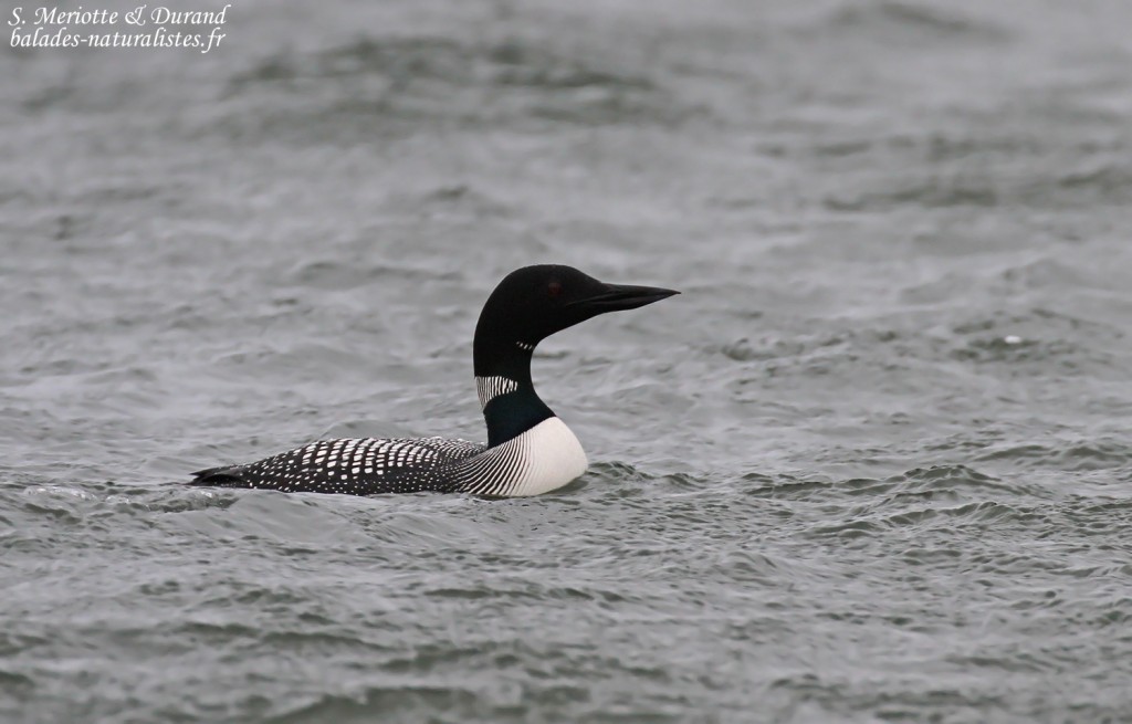 Plongeon imbrin, Hrutafjördur, Islande
