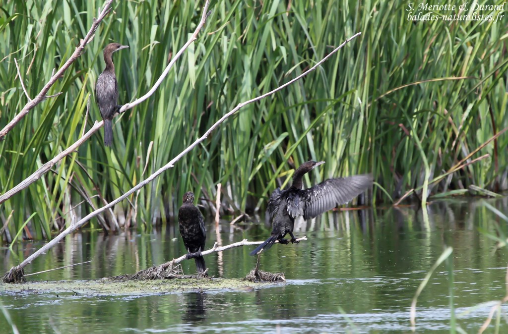 Cormorans pygmées, marais de Massis
