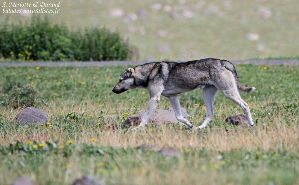 Chien de berger, Mont Aragats, Arménie