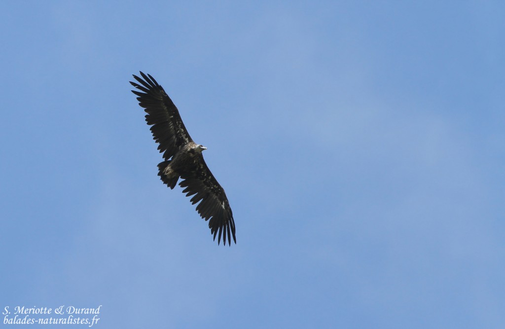 Vautour moine sur le mont Aragats