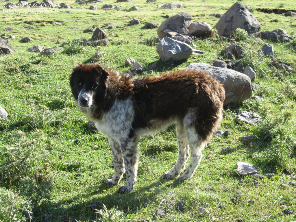 Chien de berger des Yézidis