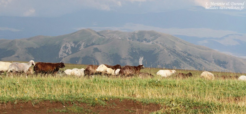 Troupeaux sur le mont Aragats