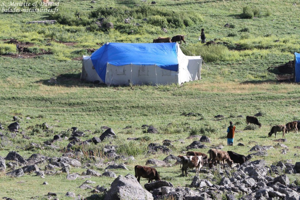 Campement yézidi sur le mont Aragats