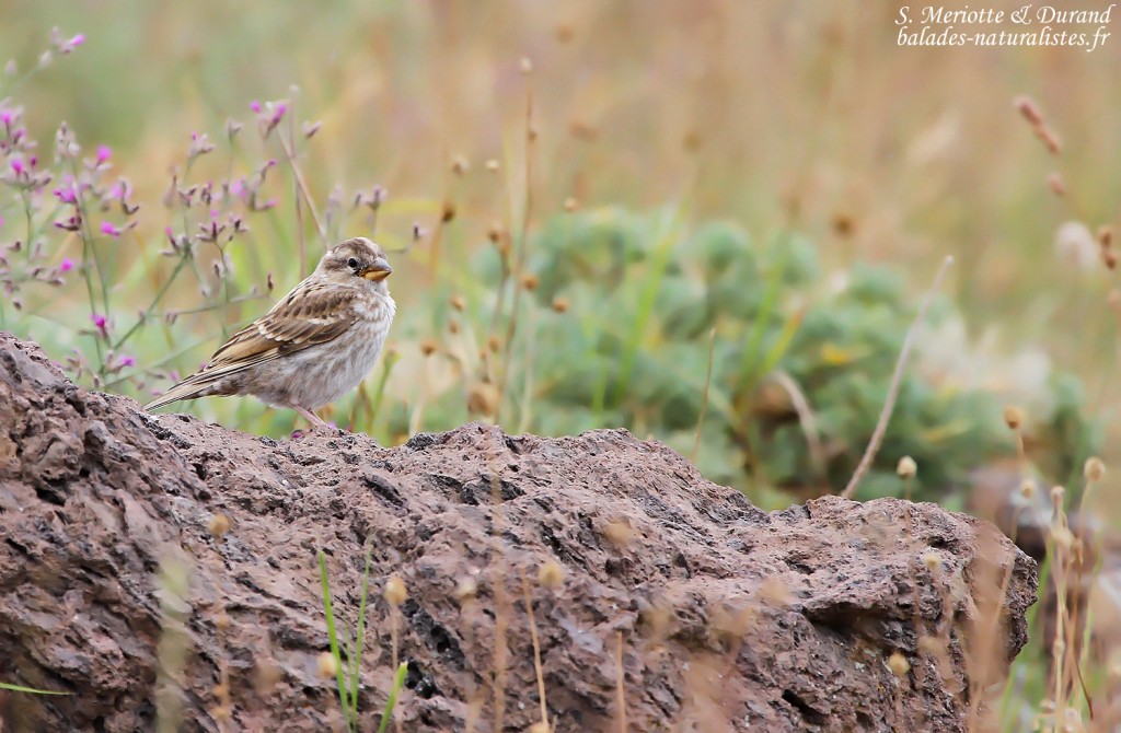 Moineau soulcie, Mont Aragats