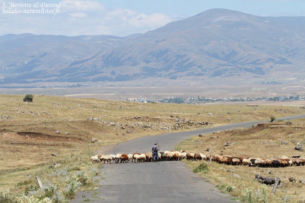 Berger et ses moutons au pied du mont Aragats