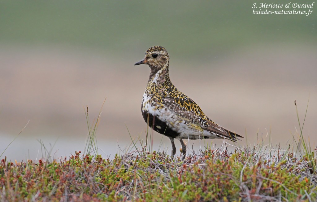 Pluvier doré, lac de Myvatn