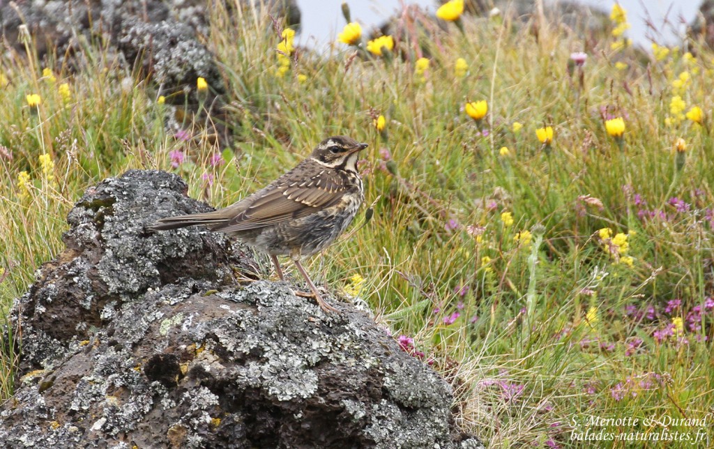 Grive mauvis, lac de Myvatn