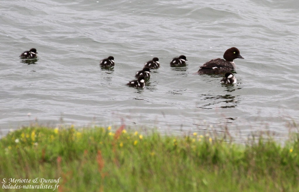 Femelle de Garrot d'Islande et ses jeunes, lac de Myvatn