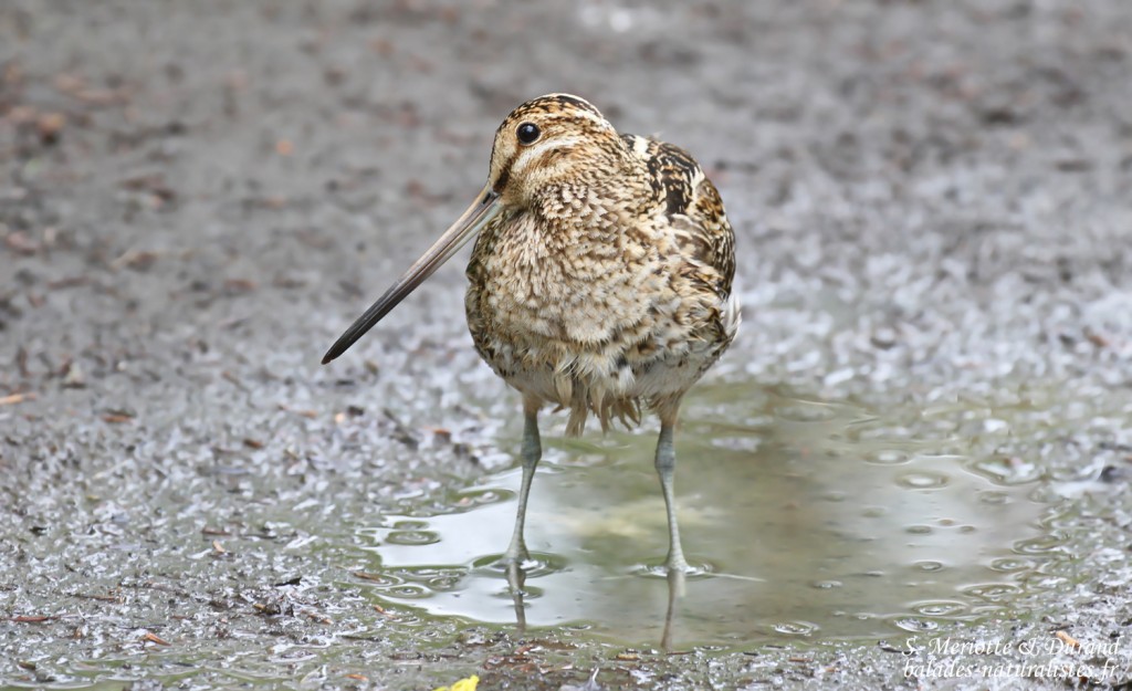 Bécassine des marais, lac de Myvatn