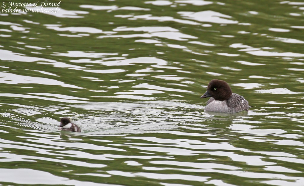 Femelle de Garrot d'Islande et ses jeunes, lac de Myvatn