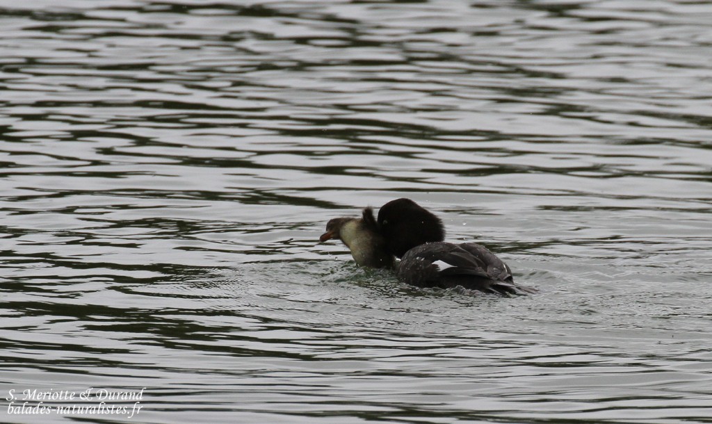 Attaque d'une femelle de Garrot d'Islande sur un jeune de Fuligule morillon, lac de Myvatn