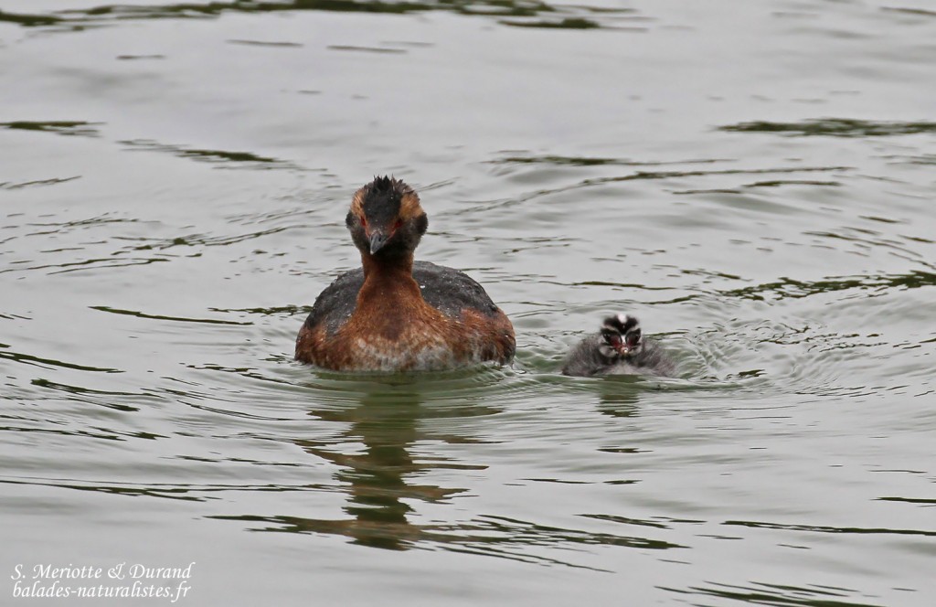 Grèbe esclavonet son jeune, lac de Myvatn
