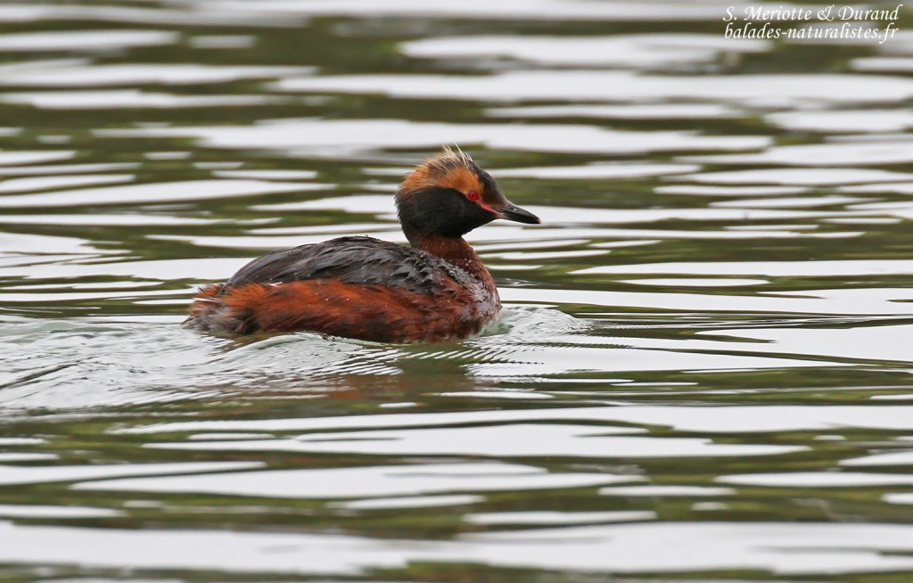 Grèbe esclavon, lac de Myvatn