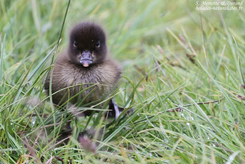 Jeune de Fuligule morillon, Lac Myvatn