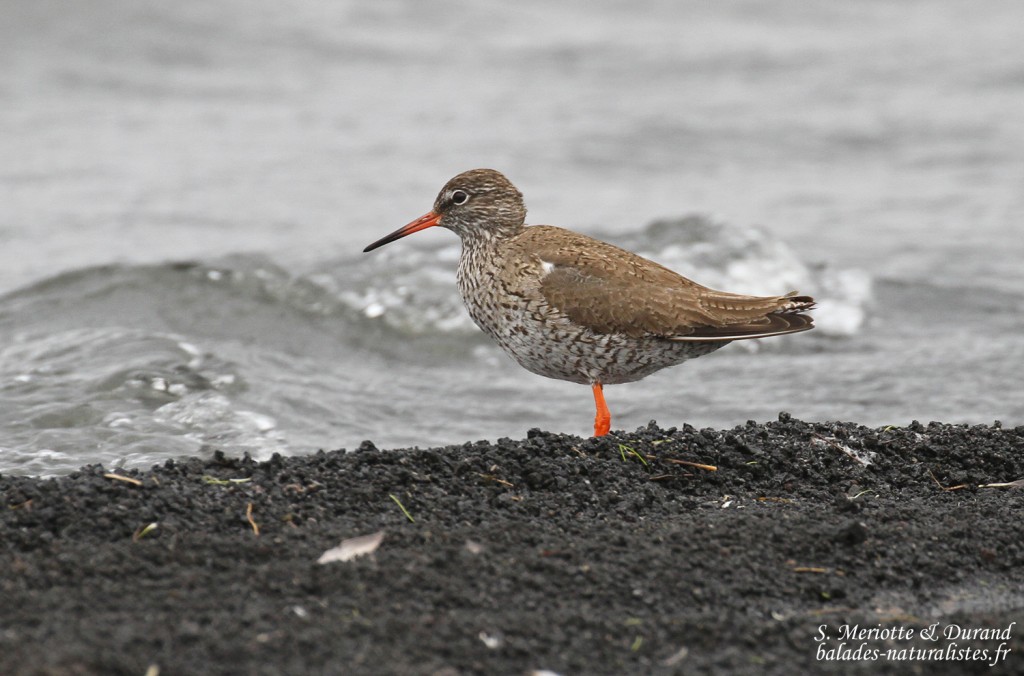 Chevalier gambette, Lac Myvatn