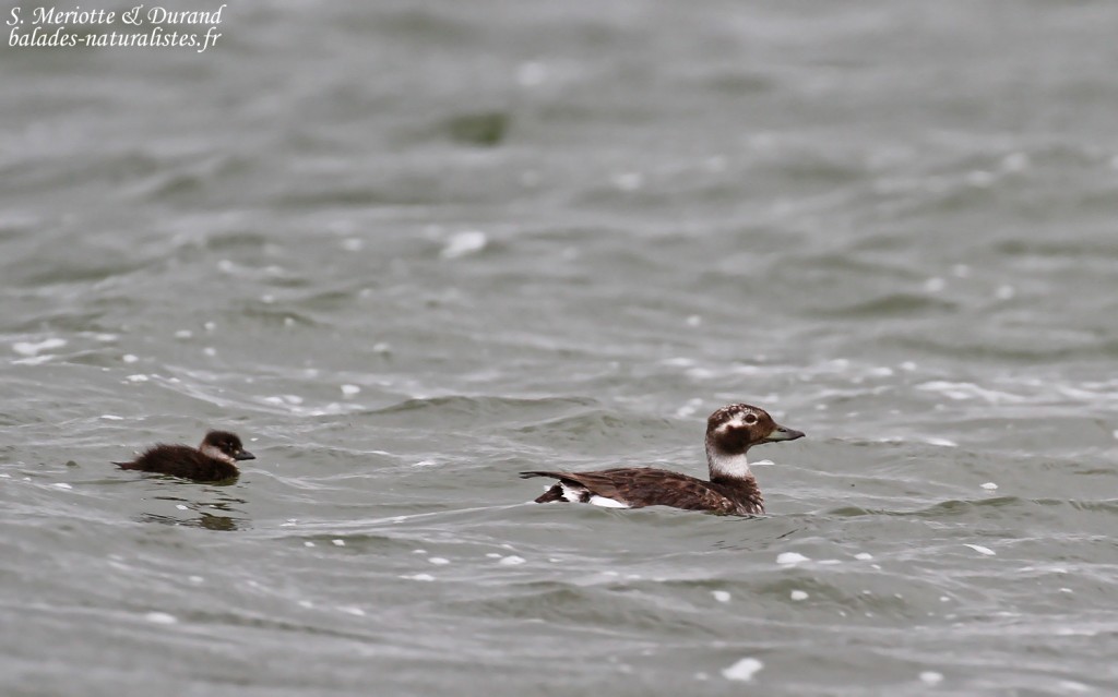 Harelde boréale et ses jeunes, Lac Myvatn