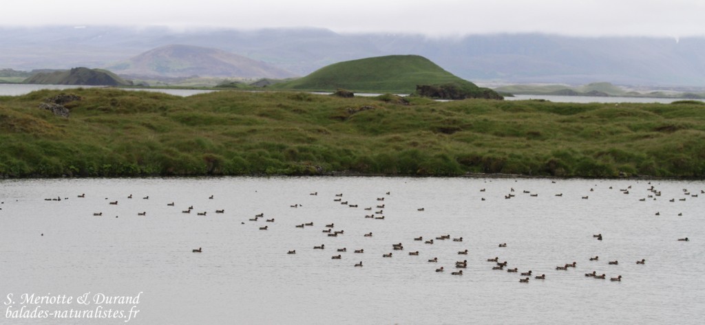 Lac de Myvatn
