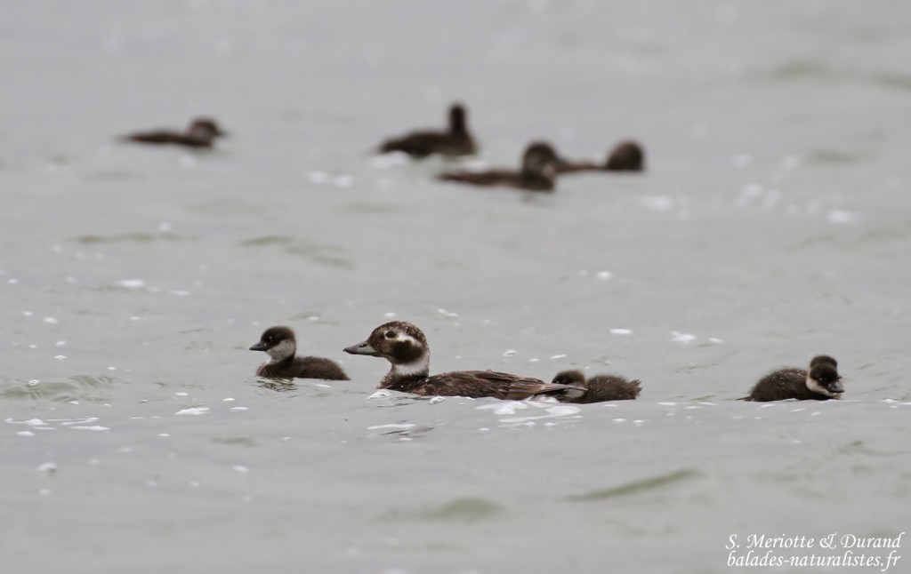 Harelde boréale et ses jeunes, Lac Myvatn