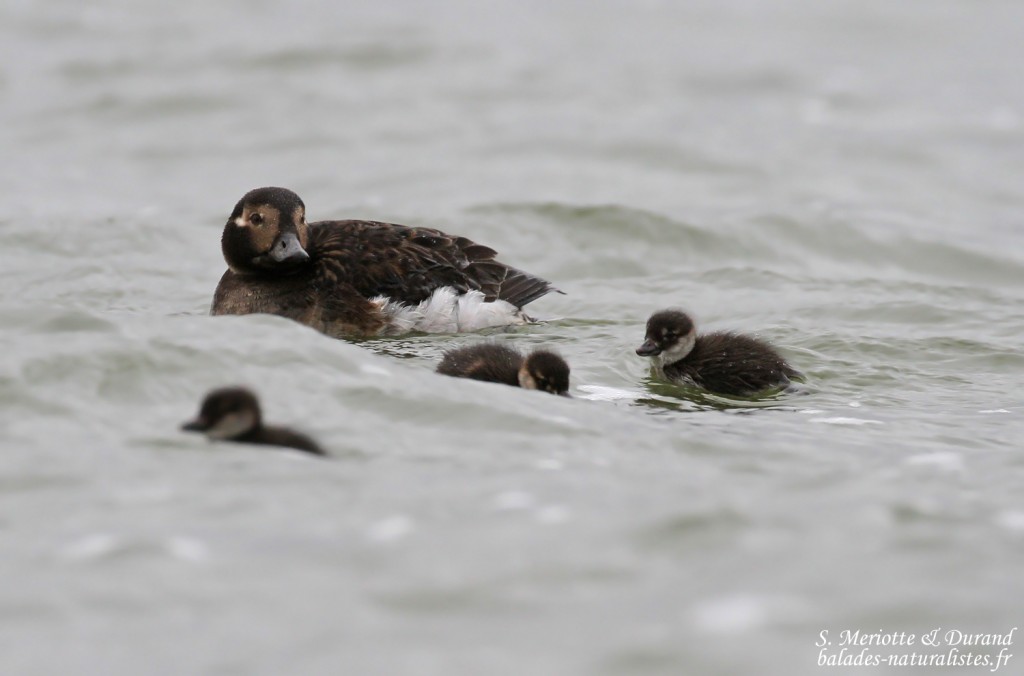 Harelde boréale et ses jeunes, Lac Myvatn