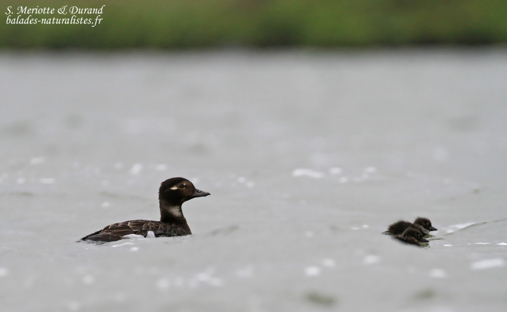 Harelde boréale et ses jeunes, Lac Myvatn
