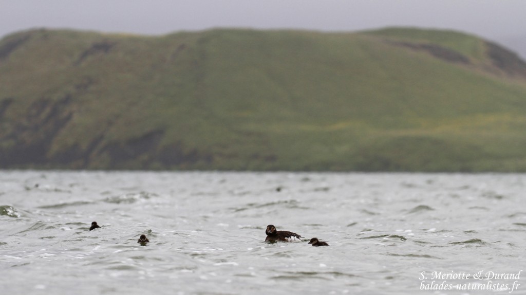 Harelde boréale et ses jeunes, Lac Myvatn