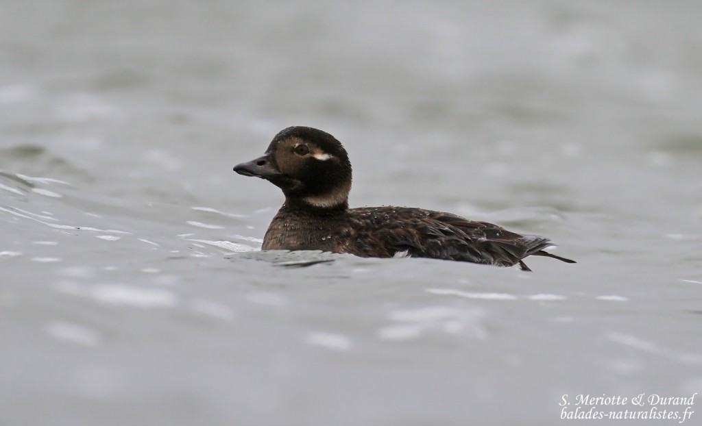 Harelde boréale, Lac Myvatn