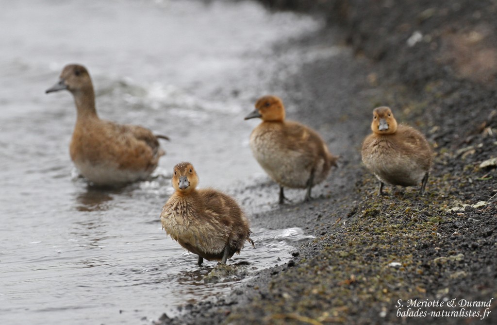 Canard siffleur et ses jeunes, Lac Myvatn