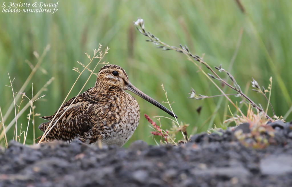 Bécassine des marais, Lac de Myvatn