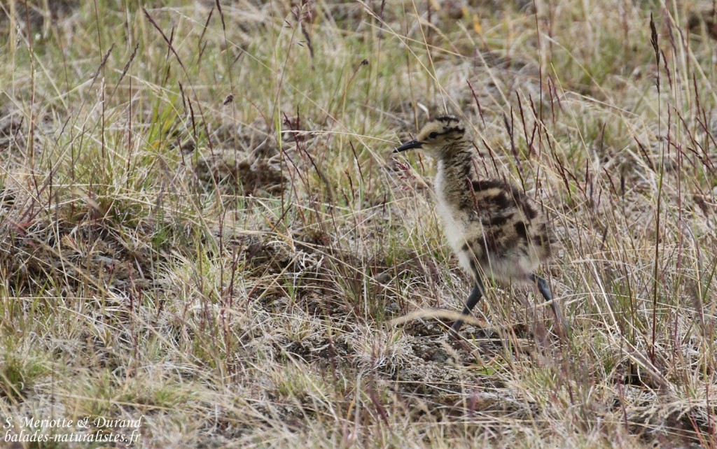 Jeune de Courlis corlieu, Lac de Myvatn
