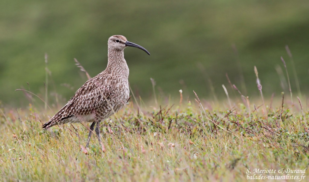 Courlis corlieu, Lac de Myvatn