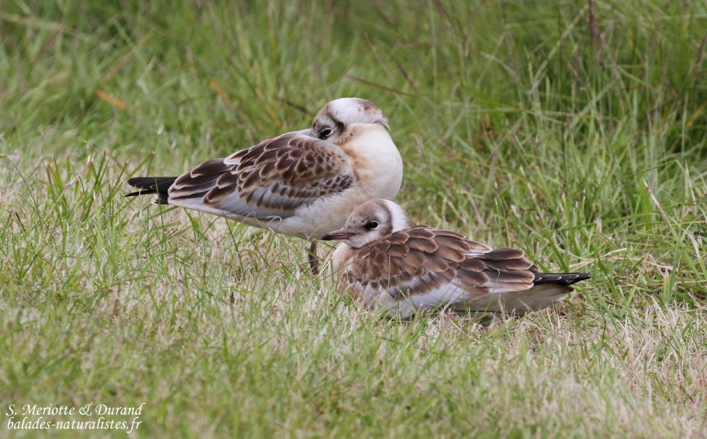 Jeunes Mouettes rieuses