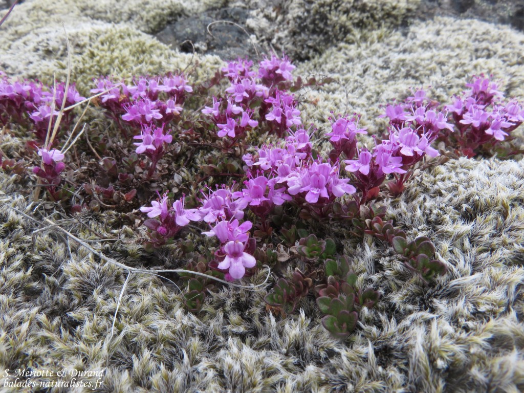 Fleurs autour du lac Myvatn