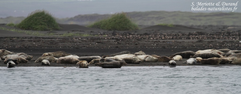 Groupe de Phoques veaux-marins à Osar
