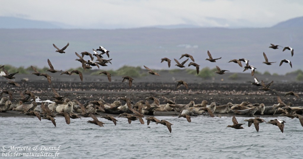 Groupe de Phoques veaux-marins et Eiders à duvet à Osar
