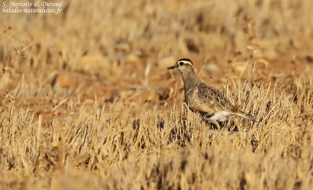 Pluvier guignard, Plaine de Crau août 2016