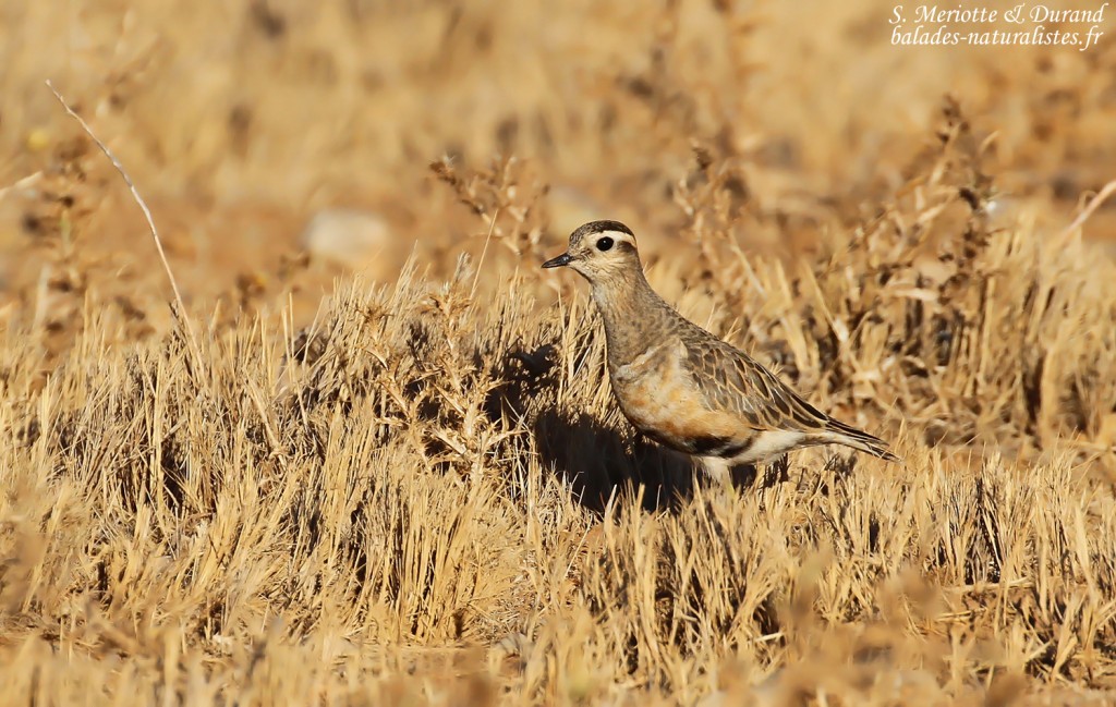 Pluvier guignard, Plaine de Crau août 2016