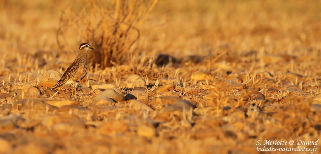 Pluvier guignard, Plaine de Crau août 2016