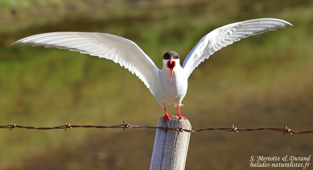 Sterne arctique, Fjords du Nord-ouest