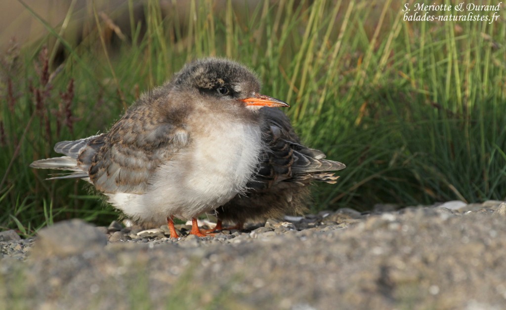 Jeunes Sterne arctique, Fjords du Nord-ouest