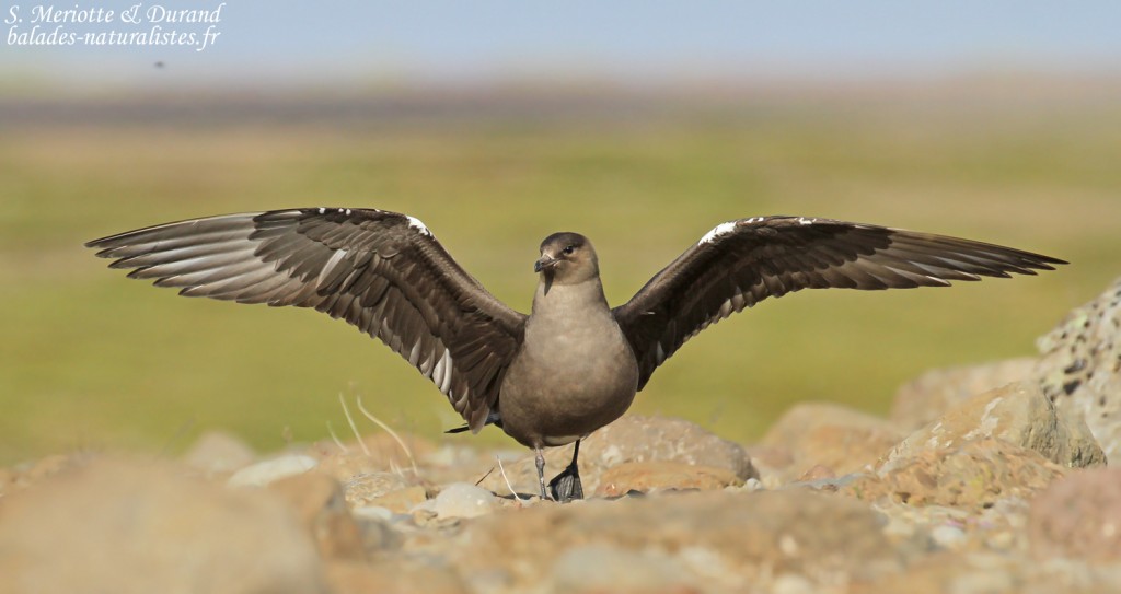 Labbe parasite, Fjords du Nord-ouest