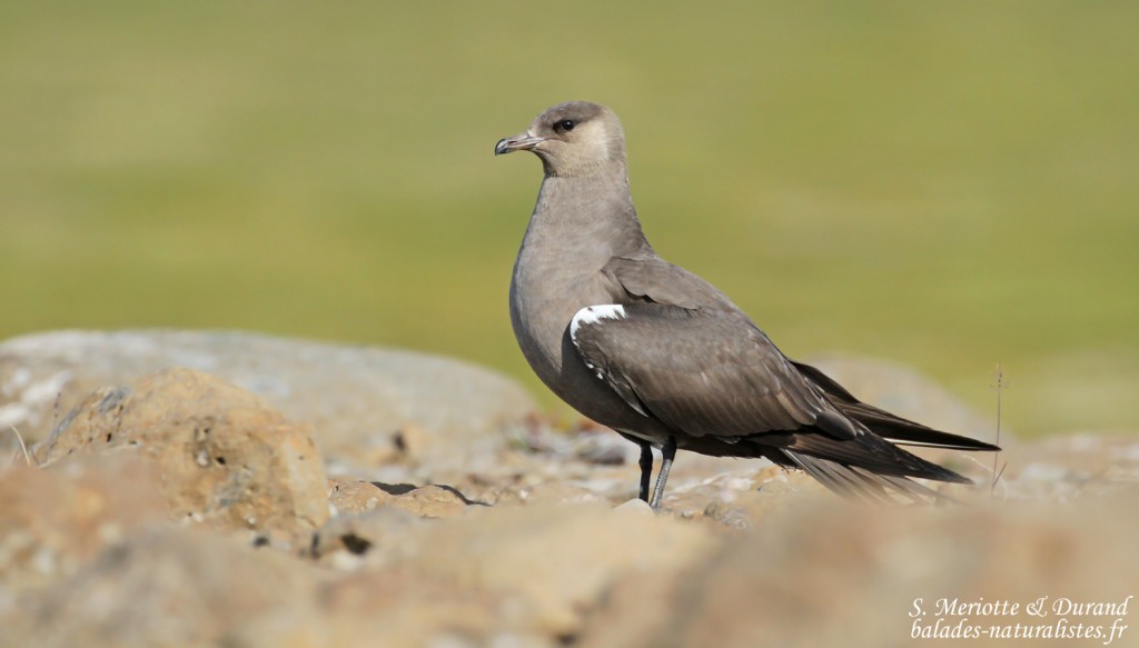 Labbe parasite, Fjords du Nord-ouest