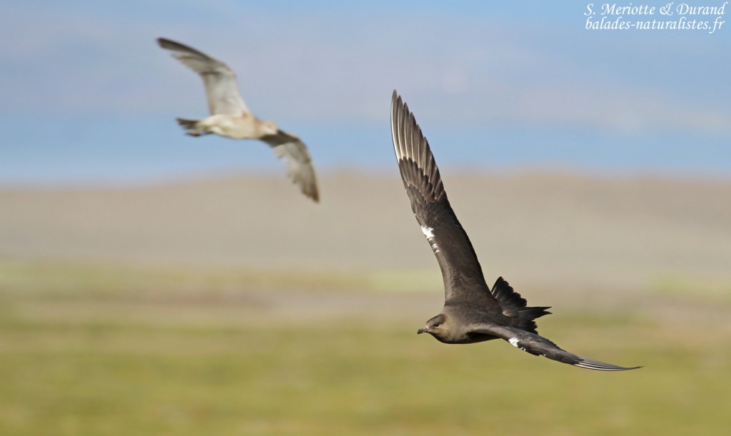 Labbe parasite et courlis corlieu, Fjords du Nord-ouest