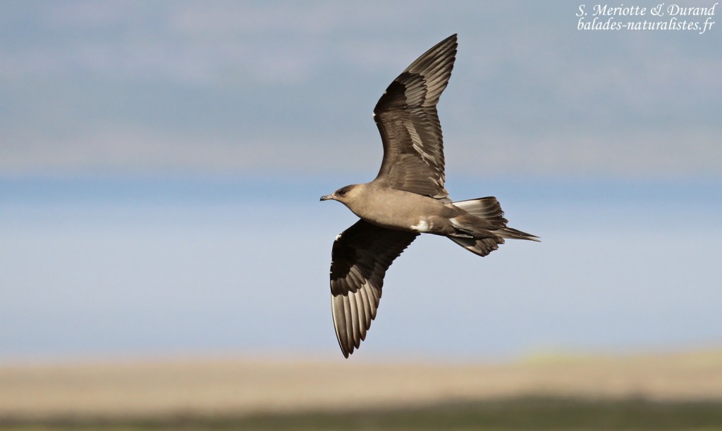 Labbe parasite, Fjords du Nord-ouest