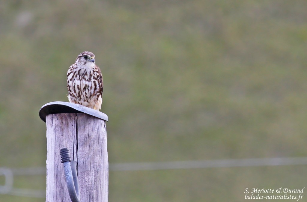 Faucon émerillon, Fjords du Nord-ouest 