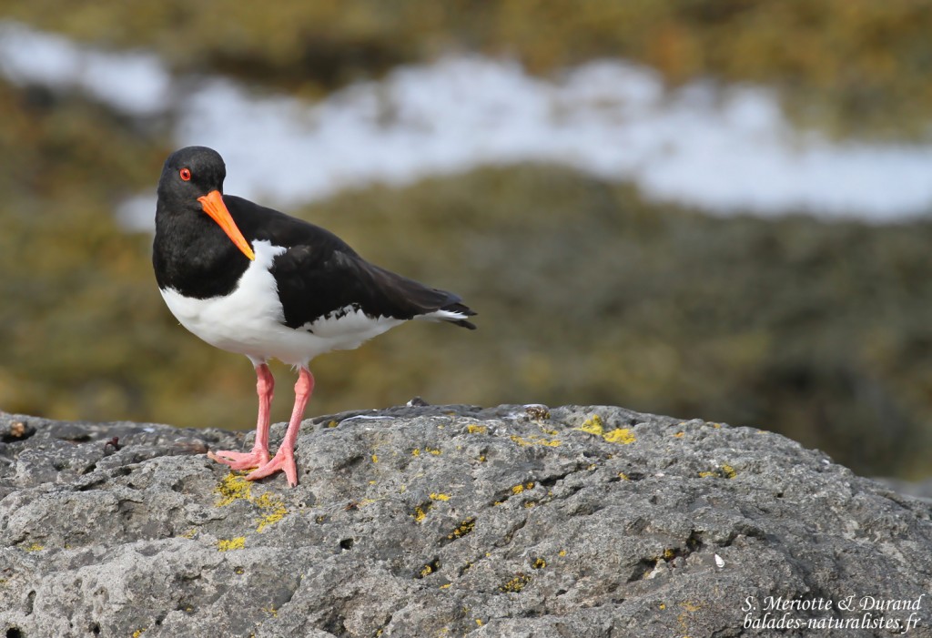 Huîtrier pie, Fjords du Nord-ouest