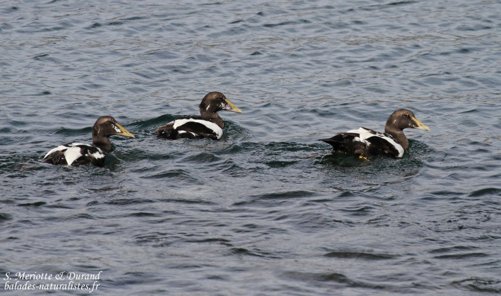 Eiders à duvet, Fjords du Nord-ouest