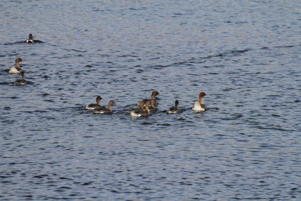 Familles d'Oies à bec court, Fjords du Nord-ouest
