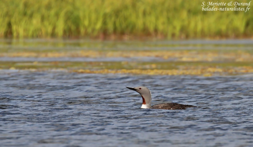 Plongeon catmarin près de Vatnsfjördur